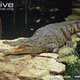 Illustration for article titled Sunday Crocodilian - Crocodylus rhombifer Edition